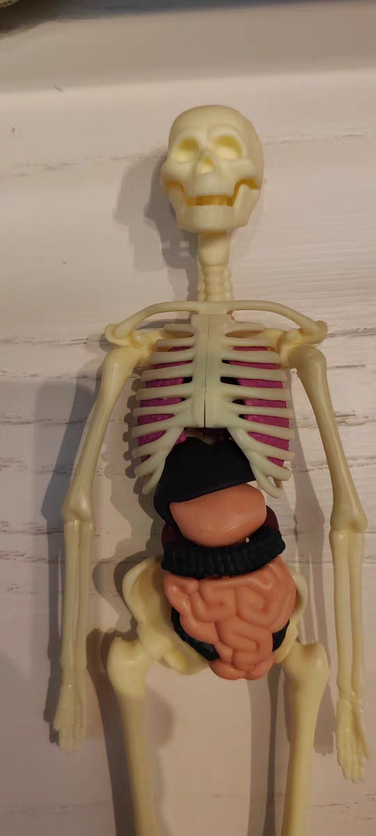 3D Human Anatomy Model 🧠 Removable Skeleton & Organ Educational Toy