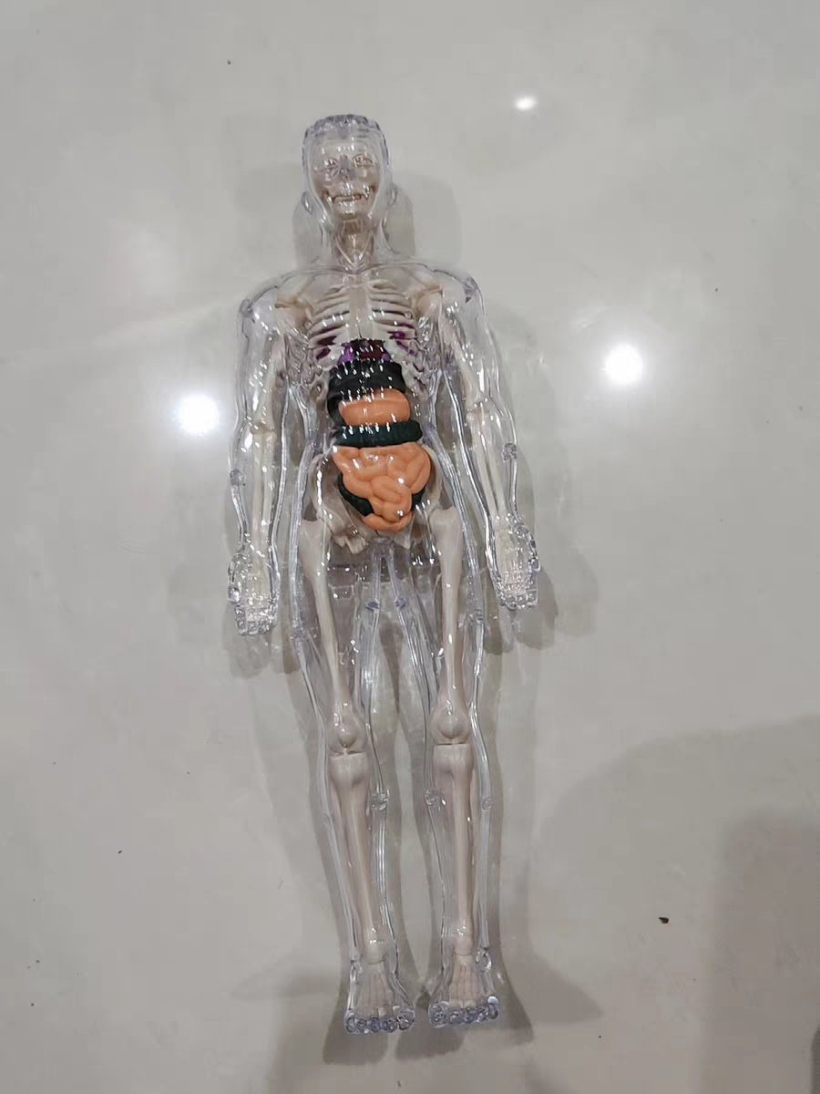 3D Human Anatomy Model 🧠 Removable Skeleton & Organ Educational Toy