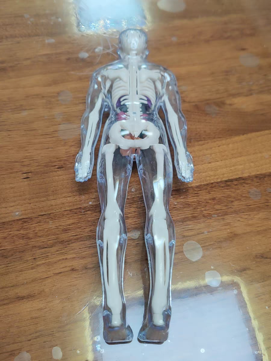 3D Human Anatomy Model 🧠 Removable Skeleton & Organ Educational Toy