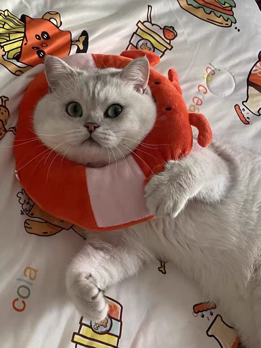 Cat Recovery Collar 🐱 Soft Elizabeth Cone Cute Anti-Lick Neck Ring Pet