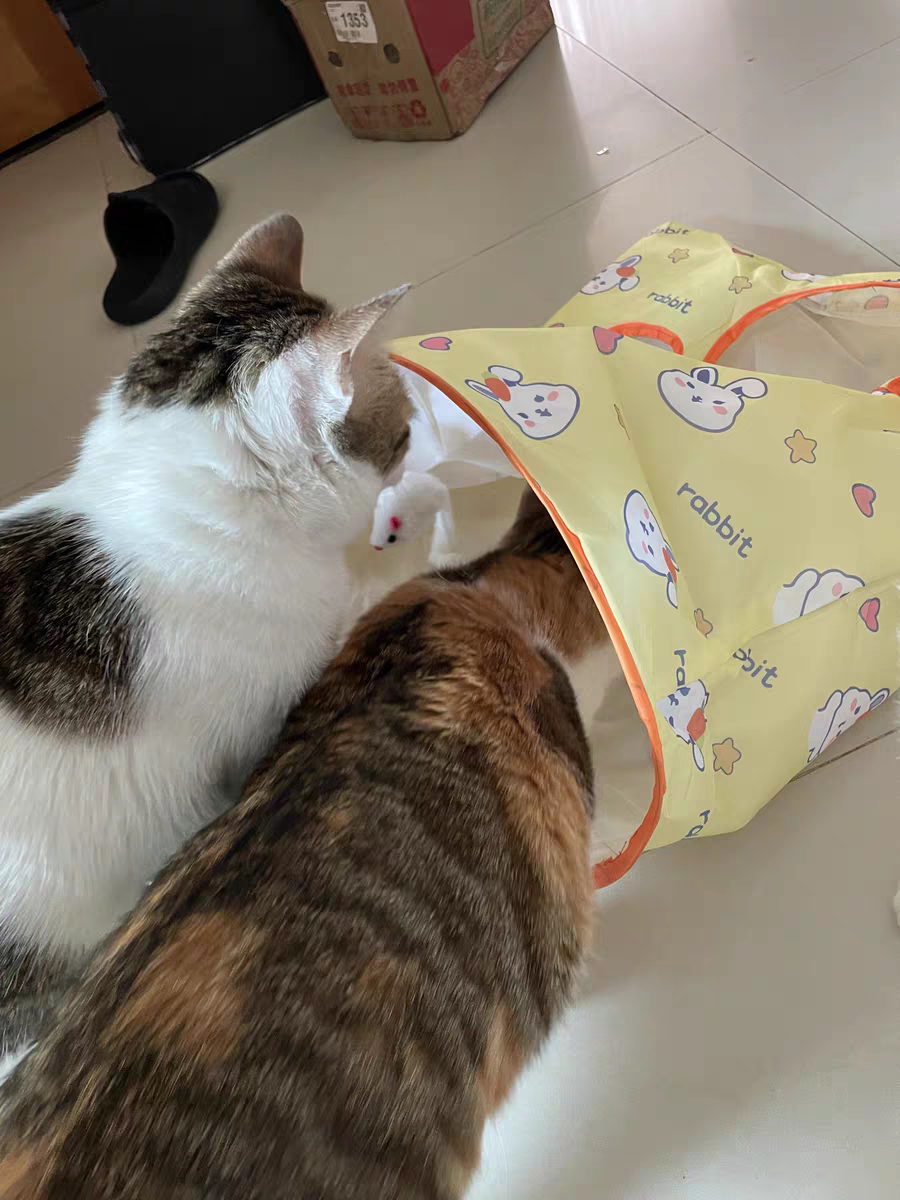 Cat Tunnel Toy ๐พ Crinkle Bag with Teaser Wand & Mouse Pet Play Fun