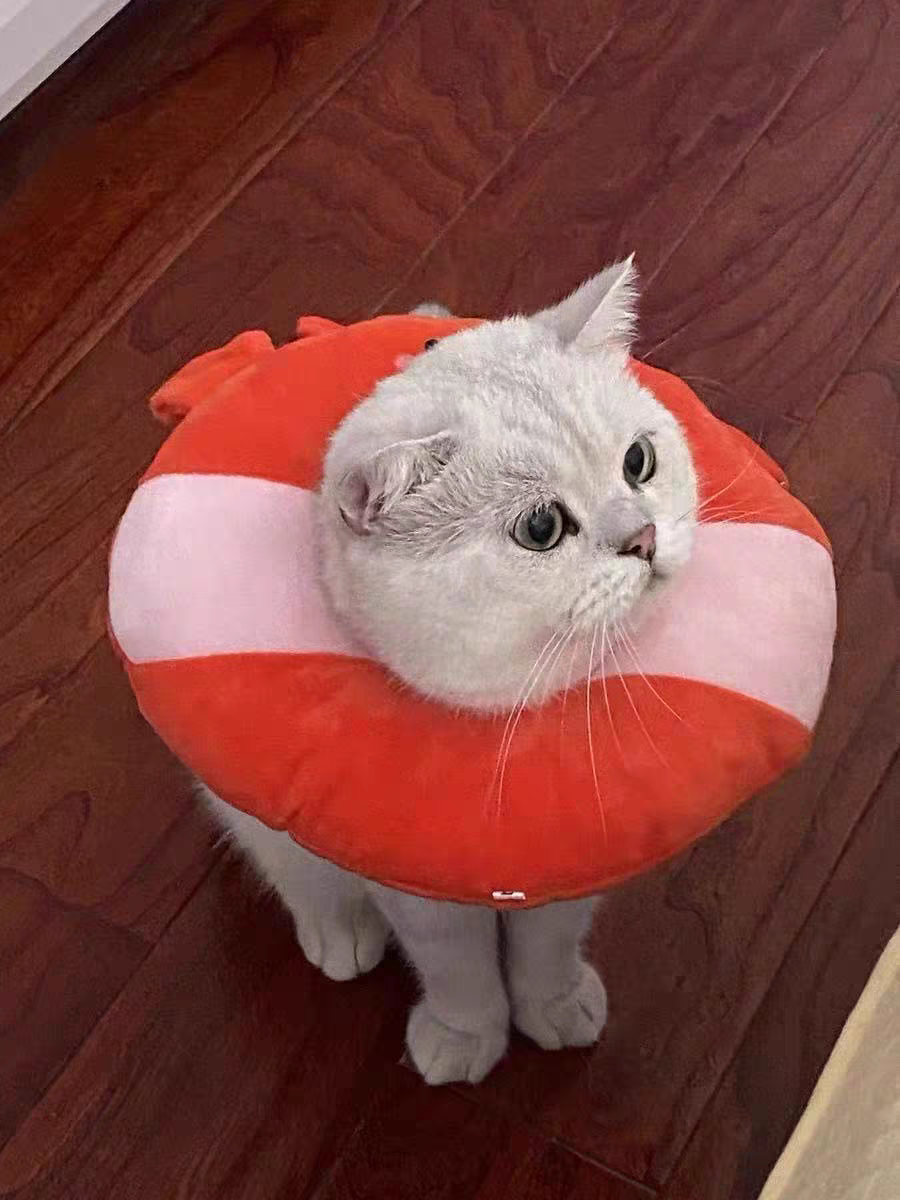 Cat Recovery Collar 🐱 Soft Elizabeth Cone Cute Anti-Lick Neck Ring Pet