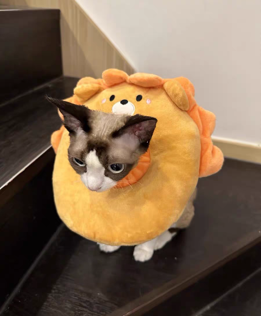 Cat Recovery Collar 🐱 Soft Elizabeth Cone Cute Anti-Lick Neck Ring Pet