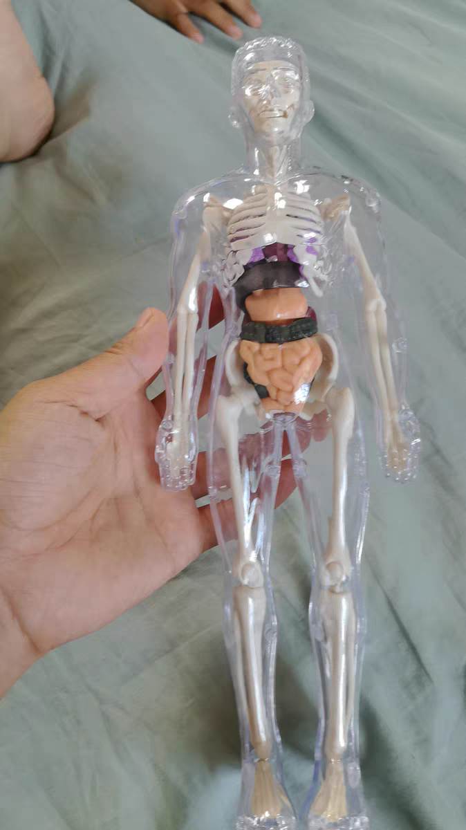 3D Human Anatomy Model 🧠 Removable Skeleton & Organ Educational Toy