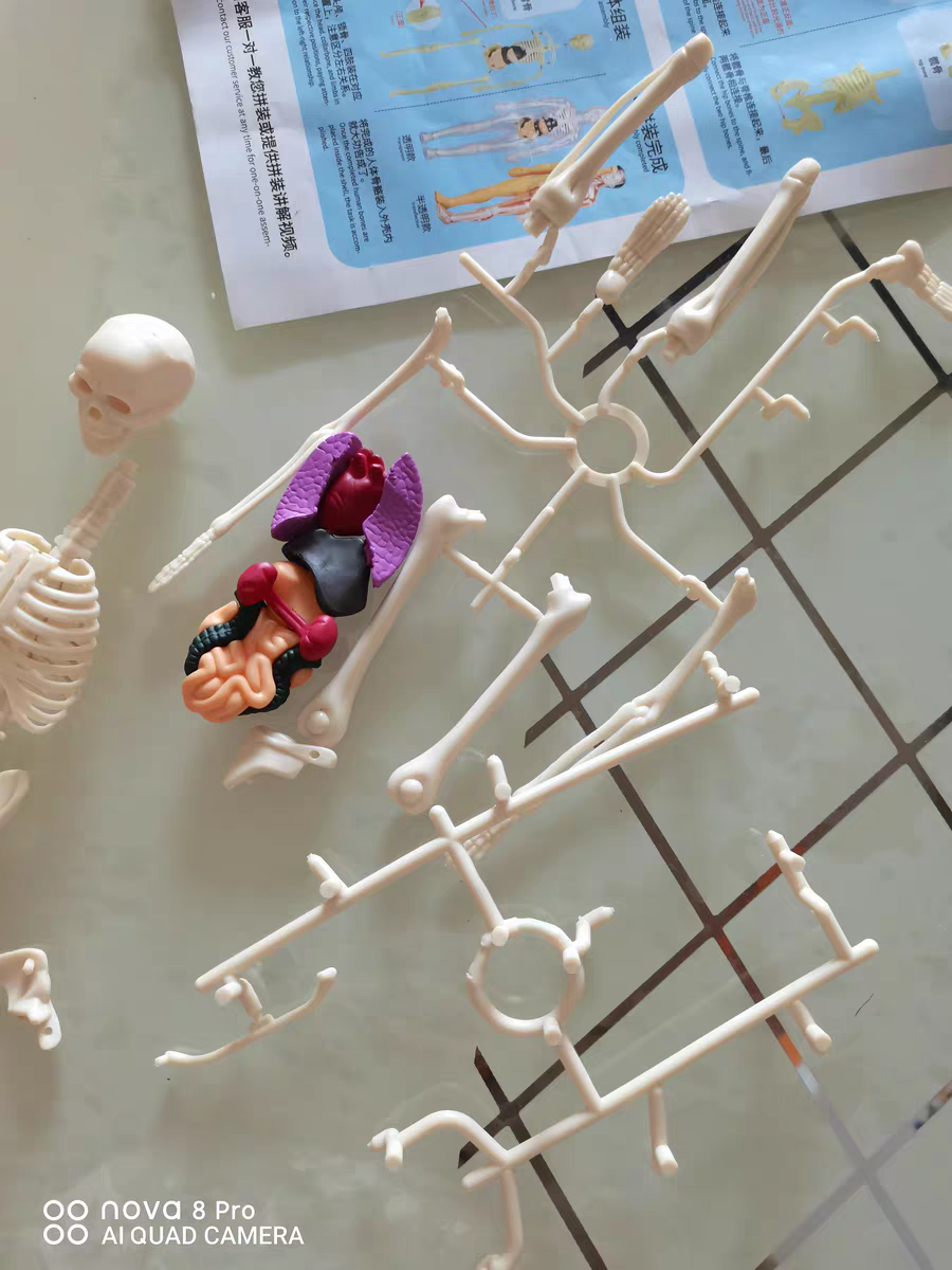3D Human Anatomy Model 🧠 Removable Skeleton & Organ Educational Toy