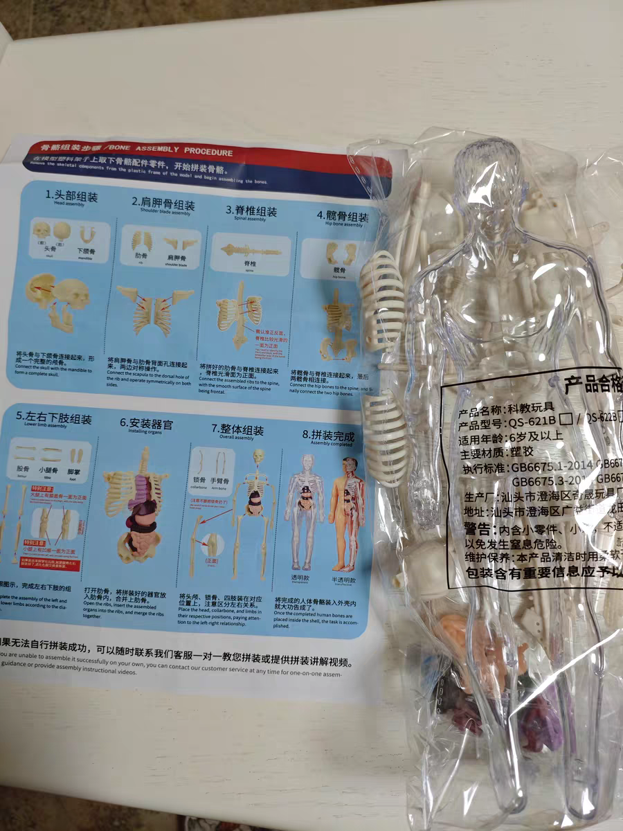 3D Human Anatomy Model 🧠 Removable Skeleton & Organ Educational Toy