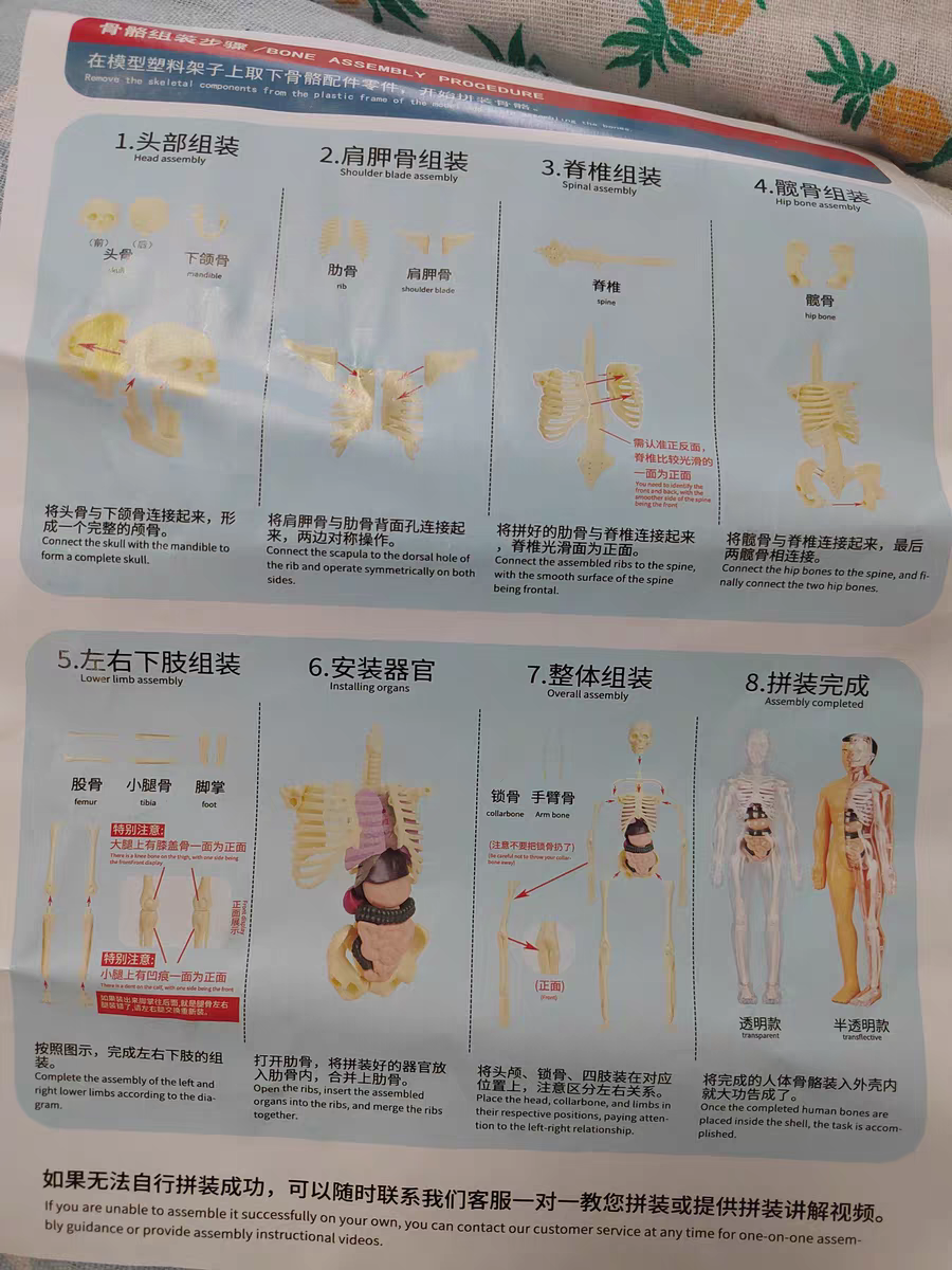 3D Human Anatomy Model 🧠 Removable Skeleton & Organ Educational Toy
