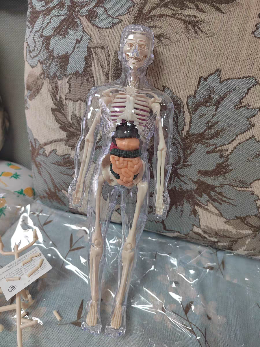 3D Human Anatomy Model 🧠 Removable Skeleton & Organ Educational Toy