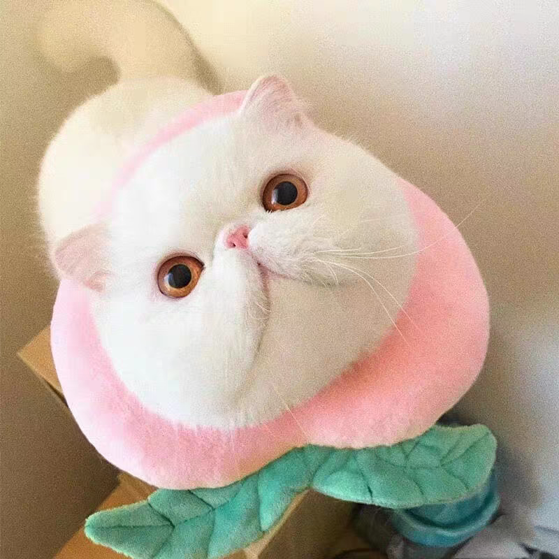 Cat Recovery Collar 🐱 Soft Elizabeth Cone Cute Anti-Lick Neck Ring Pet