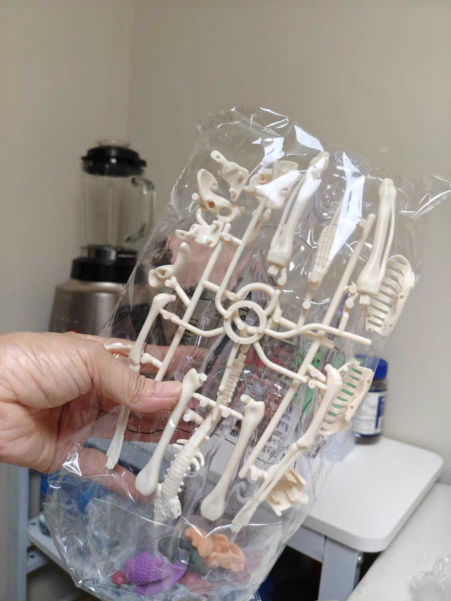 3D Human Anatomy Model 🧠 Removable Skeleton & Organ Educational Toy