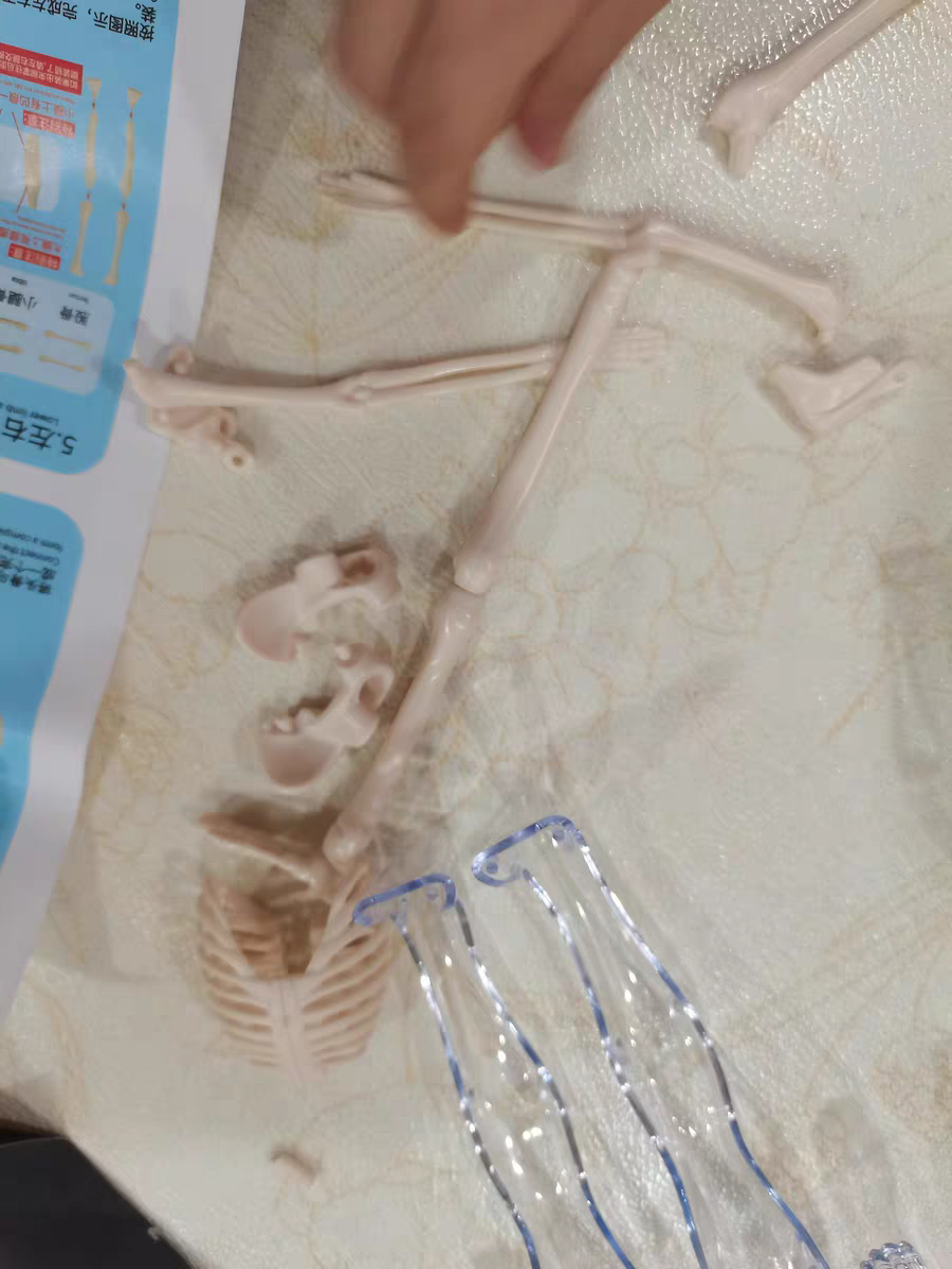 3D Human Anatomy Model 🧠 Removable Skeleton & Organ Educational Toy