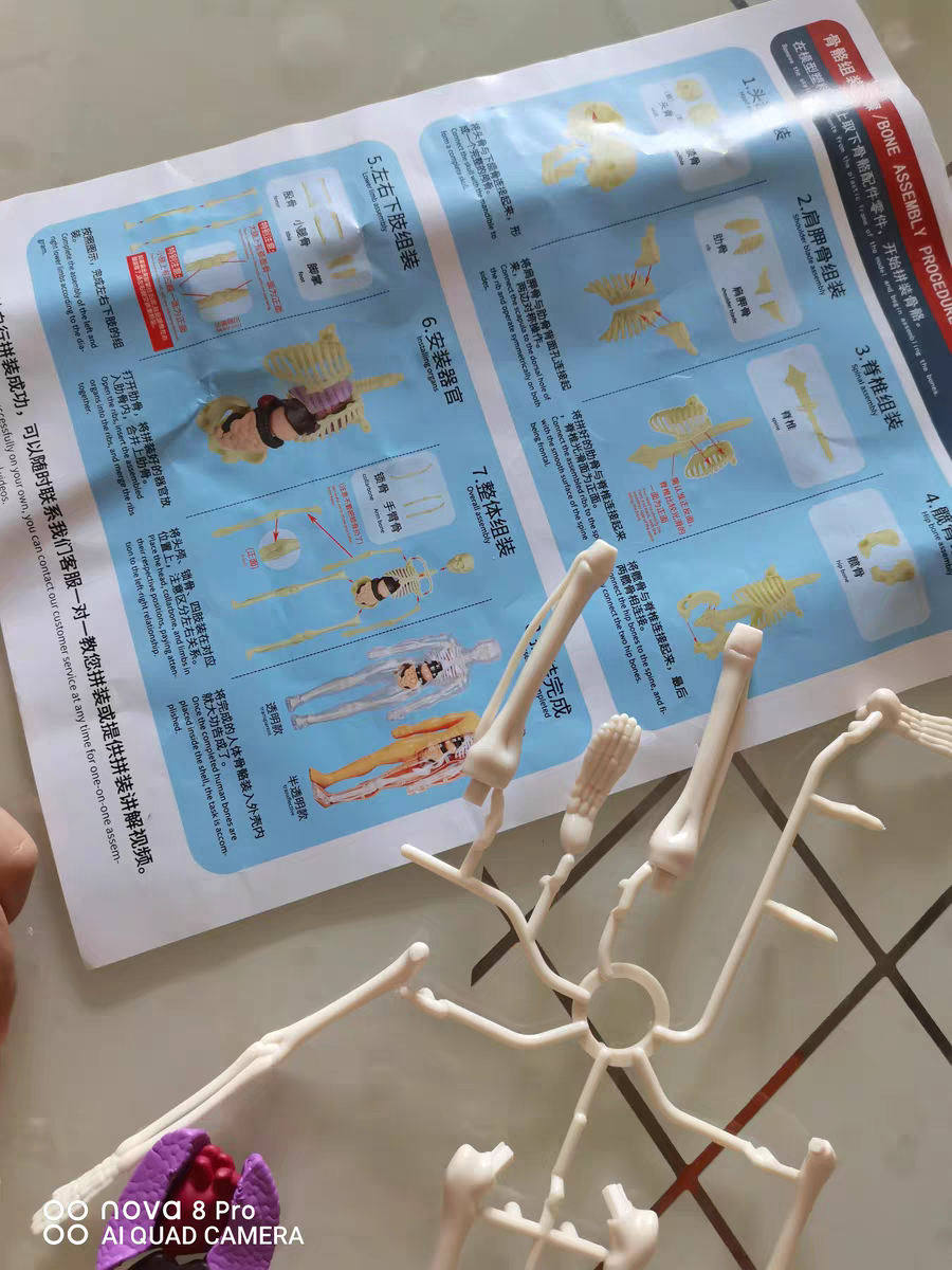 3D Human Anatomy Model 🧠 Removable Skeleton & Organ Educational Toy