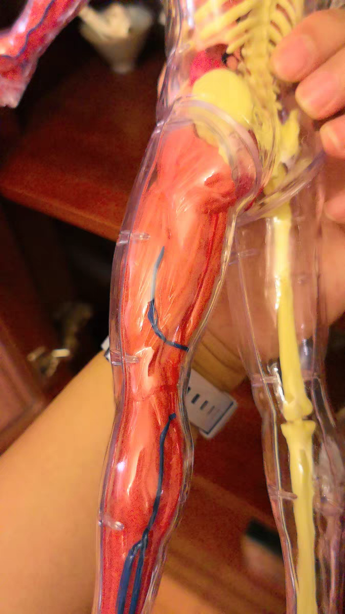 3D Human Anatomy Model 🧠 Removable Skeleton & Organ Educational Toy