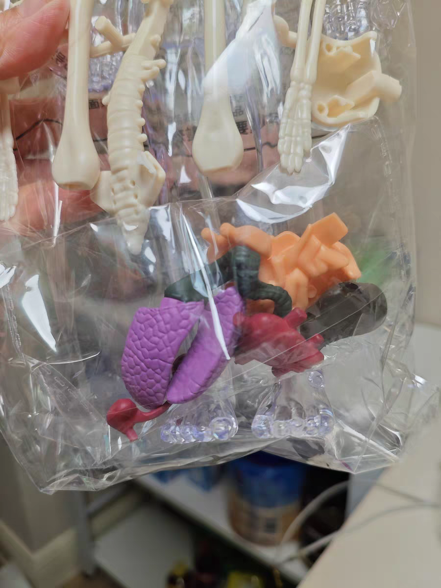 3D Human Anatomy Model 🧠 Removable Skeleton & Organ Educational Toy