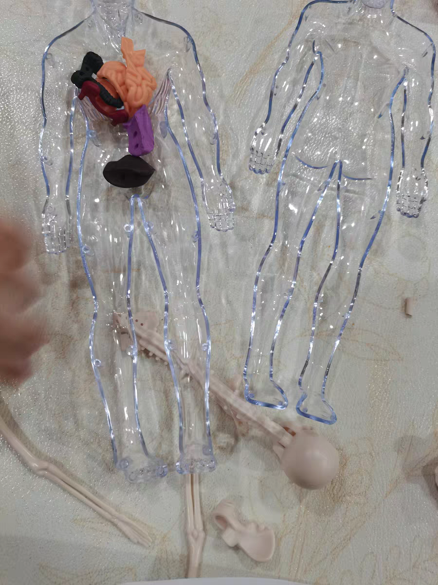 3D Human Anatomy Model 🧠 Removable Skeleton & Organ Educational Toy