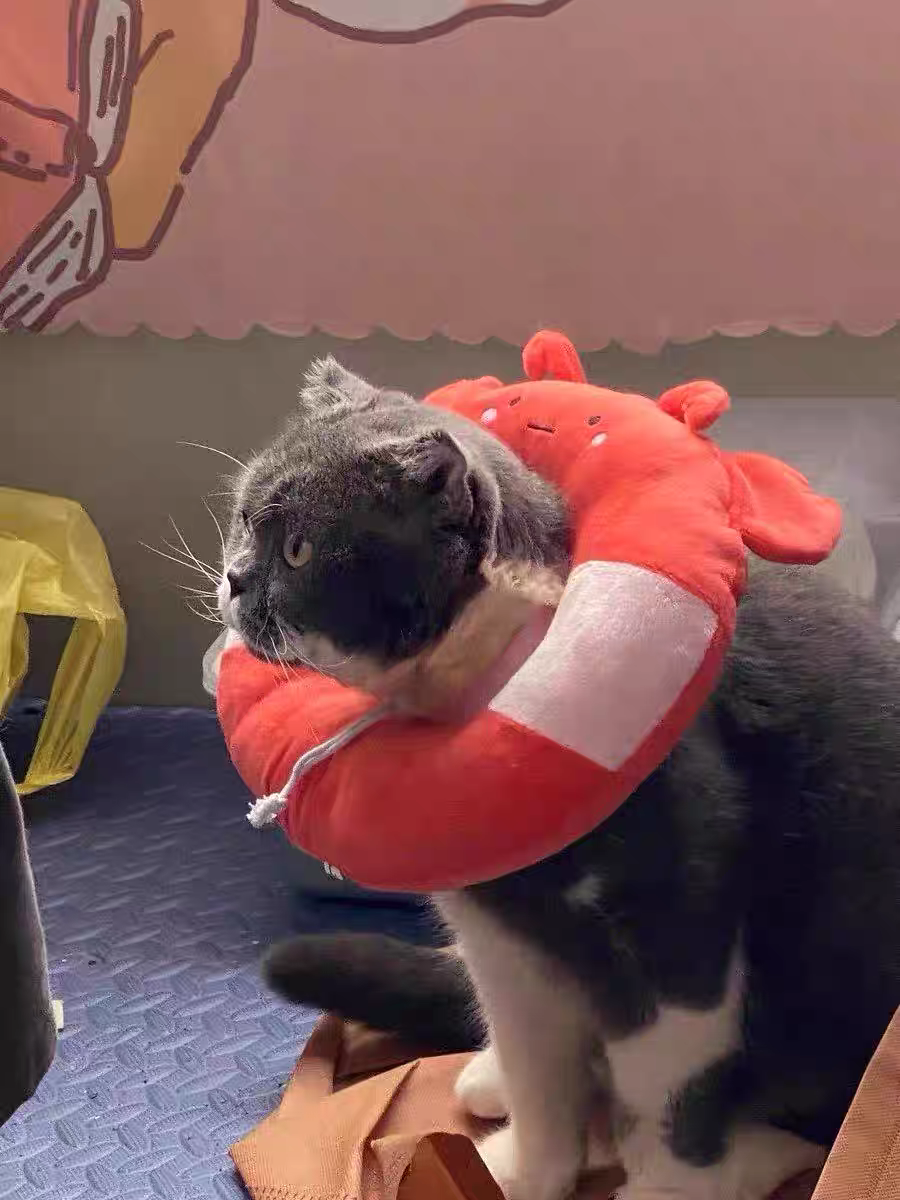 Cat Recovery Collar 🐱 Soft Elizabeth Cone Cute Anti-Lick Neck Ring Pet