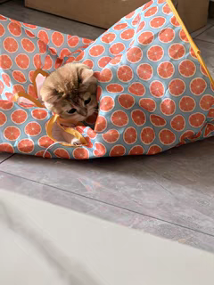 Cat Tunnel Toy 🐾 Crinkle Bag with Teaser Wand & Mouse Pet Play Fun