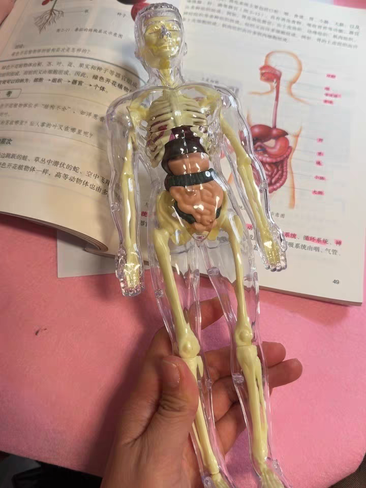 3D Human Anatomy Model 🧠 Removable Skeleton & Organ Educational Toy