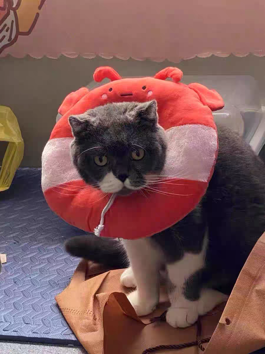 Cat Recovery Collar 🐱 Soft Elizabeth Cone Cute Anti-Lick Neck Ring Pet