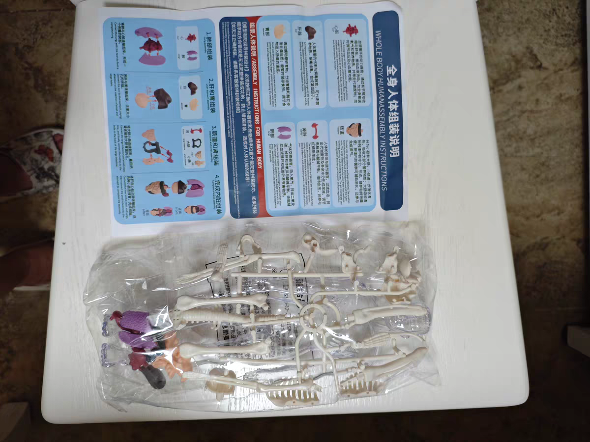 3D Human Anatomy Model 🧠 Removable Skeleton & Organ Educational Toy