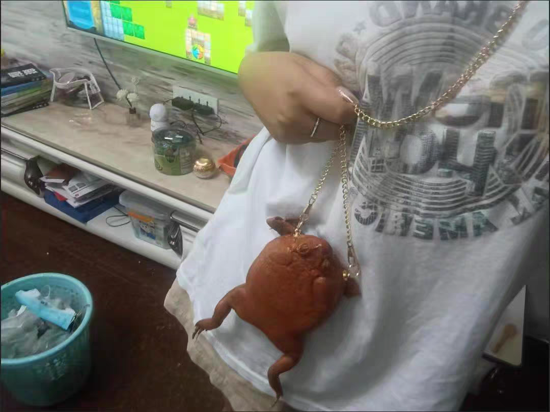 Funny Money Frog Coin Purse 🐸 Lucky Toad Gag Gift & Photo Prop