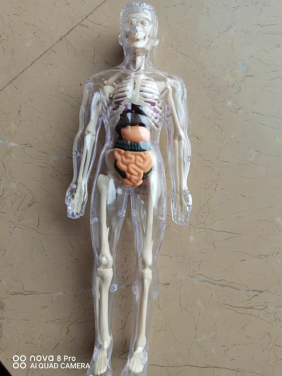 3D Human Anatomy Model 🧠 Removable Skeleton & Organ Educational Toy