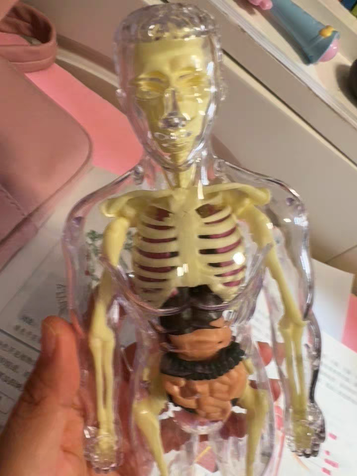 3D Human Anatomy Model 🧠 Removable Skeleton & Organ Educational Toy