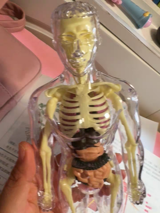 3D Human Anatomy Model 🧠 Removable Skeleton & Organ Educational Toy