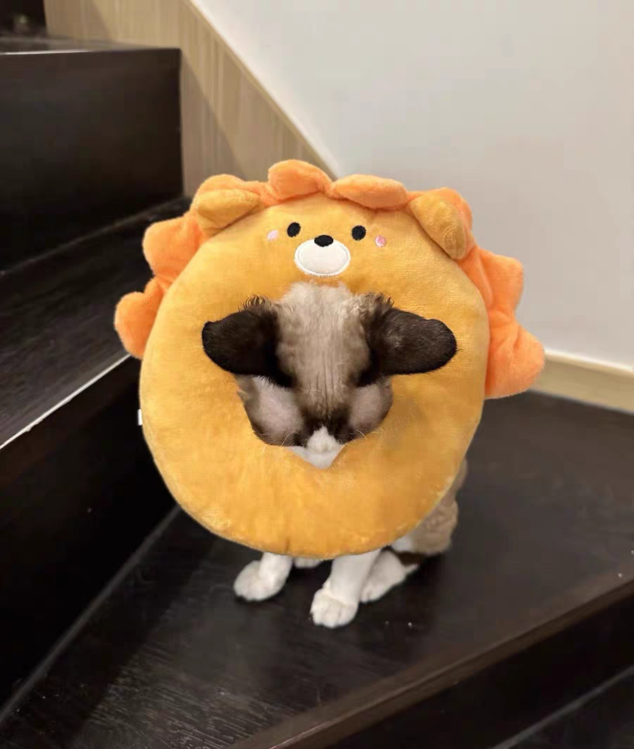 Cat Recovery Collar 🐱 Soft Elizabeth Cone Cute Anti-Lick Neck Ring Pet