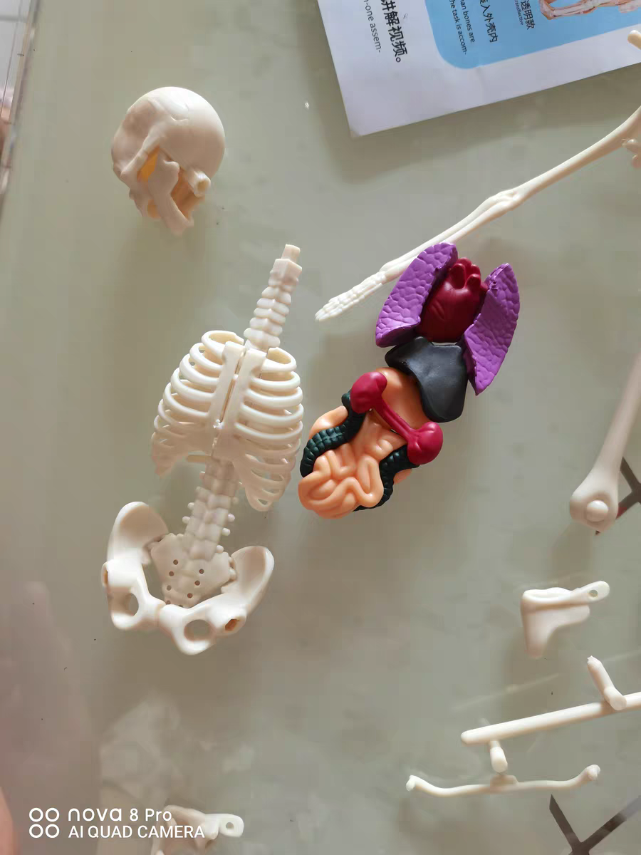 3D Human Anatomy Model 🧠 Removable Skeleton & Organ Educational Toy